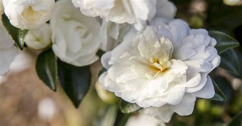 The Allure of October's Masic Bride, Camelia: A Fairy Tale in Bloom